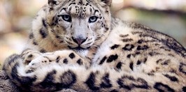 Malkia Park Leopard Sněžný