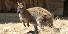 Pionyrska dolina ZOO sarajevo klokan