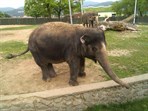 ZOO Ústí nad Labem - Slon indický